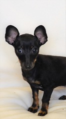 Chiweenie Dogs for adoption in New Iberia, LA, USA