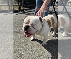 Bulldog Dogs for adoption in Santa Rosa, CA, USA