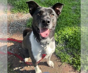 Border Collie Dogs for adoption in Easton, PA, USA