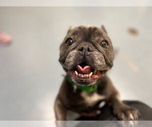 French Bulldog Dogs for adoption in Denver, CO, USA