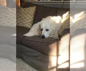 Great Pyrenees Dogs for adoption in Ramsey, NJ, USA