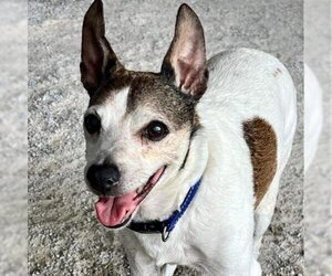 Jack Russell Terrier Dogs for adoption in Freeport, FL, USA