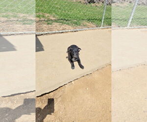 Labrador Retriever-Unknown Mix Dogs for adoption in Maquoketa, IA, USA