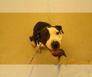 Mutt Dogs for adoption in Sanford, FL, USA