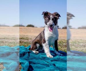 Border Collie-Unknown Mix Dogs for adoption in Arlington, TX, USA