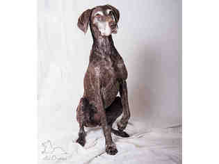 German Shorthaired Pointer Dogs for adoption in Salt Lake City, UT, USA