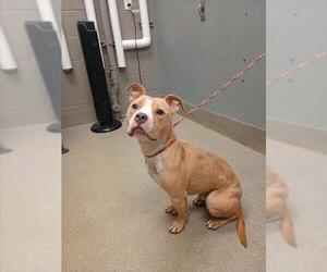 American Pit Bull Terrier-Unknown Mix Dogs for adoption in Las Vegas, NV, USA