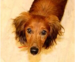 Dachshund Dogs for adoption in Belleville, MI, USA