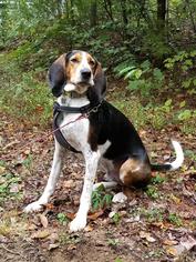 Treeing Walker Coonhound-Unknown Mix Dogs for adoption in Delaplane, VA, USA