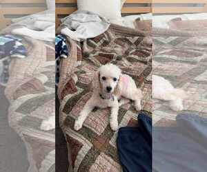 Poodle (Toy) Dogs for adoption in Waterloo, IA, USA