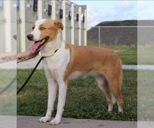 Labrador Retriever-Unknown Mix Dogs for adoption in Bow, WA, USA
