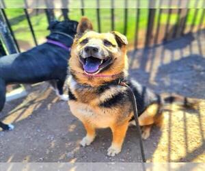 German Shepherd Dog Dogs for adoption in Long Beach, CA, USA