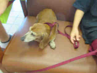 Medium Photo #1 Dachshund Puppy For Sale in Ocala, FL, USA