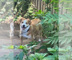 Golden Retriever-Spaniel Mix Dogs for adoption in Westminster, MD, USA
