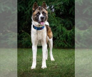 Akita Dogs for adoption in Forestville, MD, USA