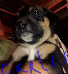 Medium Photo #1 Doberman Pinscher-Unknown Mix Puppy For Sale in Buffalo, MN, USA