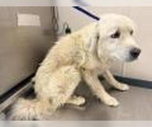 Great Pyrenees-Unknown Mix Dogs for adoption in Visalia, CA, USA