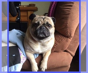 Pug Dogs for adoption in Alexandria, MN, USA