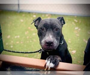 American Pit Bull Terrier-Labrador Retriever Mix Dogs for adoption in Orlando, FL, USA