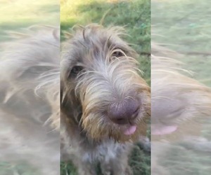 German Wirehaired Pointer Dogs for adoption in Scottsboro, AL, USA