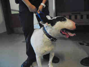 Bull Terrier Dogs for adoption in Upland, CA, USA
