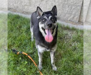 German Shepherd Dog-Unknown Mix Dogs for adoption in Modesto, CA, USA