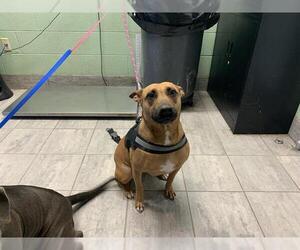 American Staffordshire Terrier-Unknown Mix Dogs for adoption in Grand Prairie, TX, USA