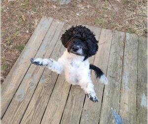 Shih-Poo Dogs for adoption in Seven Valleys, PA, USA