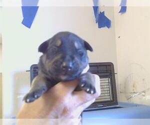 Siberian Husky Dogs for adoption in Sacramento, CA, USA