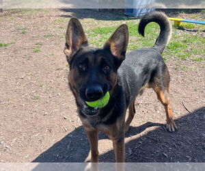 German Shepherd Dog-Unknown Mix Dogs for adoption in Santa Cruz, CA, USA