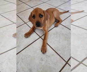 American Foxhound Dogs for adoption in Tampa, FL, USA