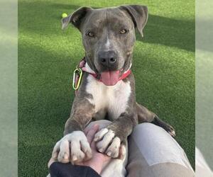 Mutt Dogs for adoption in Camarillo, CA, USA