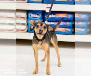 Beagle-Chihuahua Mix Dogs for adoption in Durham, NC, USA