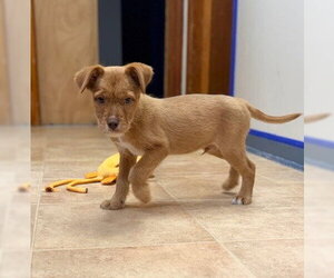 Labrador Retriever-Unknown Mix Dogs for adoption in Raleigh, NC, USA