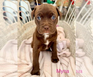 American Bulldog-American Staffordshire Terrier Mix Dogs for adoption in Lawrenceville, NJ, USA