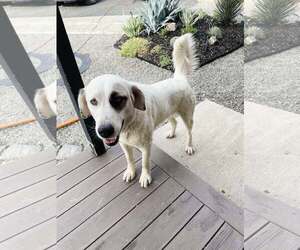 Anatolian Shepherd-Great Pyrenees Mix Dogs for adoption in Higley, AZ, USA