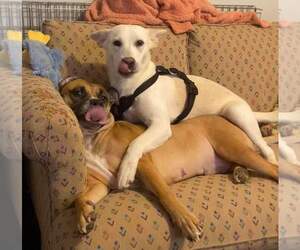 German Shepherd Dog-Unknown Mix Dogs for adoption in Sheboygan, WI, USA