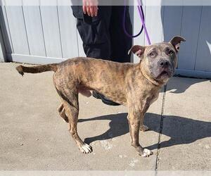 American Pit Bull Terrier Dogs for adoption in Louisville, KY, USA