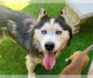 Siberian Husky-Unknown Mix Dogs for adoption in Moreno Valley, CA, USA
