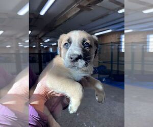 Labrador Retriever-Unknown Mix Dogs for adoption in Calgary, Alberta, Canada