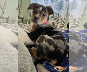 Mutt Dogs for adoption in Mount Laurel, NJ, USA
