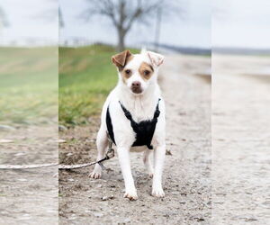 Chihuahua-Unknown Mix Dogs for adoption in Sistersville, WV, USA