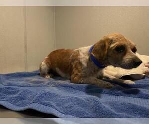 Mutt Dogs for adoption in pomona, CA, USA