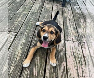 Beagle-Unknown Mix Dogs for adoption in House Springs, MO, USA
