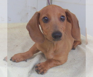 Dachshund Dogs for adoption in Birch Tree, MO, USA