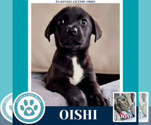 Labrador Retriever Dogs for adoption in Kimberton, PA, USA