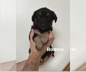 Mutt Dogs for adoption in Bellevue, WA, USA