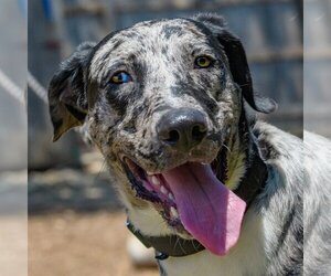 Catahoula Leopard Dog-Unknown Mix Dogs for adoption in Boerne, TX, USA