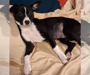 Mutt Dogs for adoption in Brooklyn Center, MN, USA