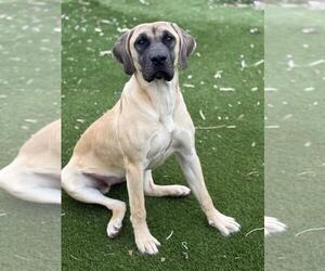 Mastiff-Unknown Mix Dogs for adoption in Toronto, Ontario, Canada